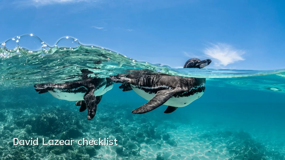 David Lazear checklist